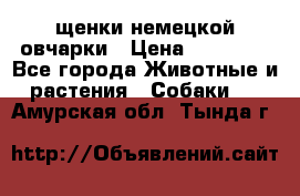 щенки немецкой овчарки › Цена ­ 15 000 - Все города Животные и растения » Собаки   . Амурская обл.,Тында г.